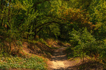 The path in the park. Woodland. Traveling in nature.