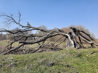 dead tree in the desert