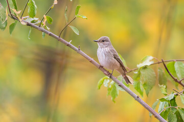 Beautiful birds in colors of the Autumn