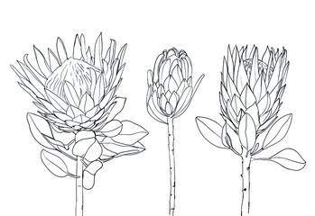 Collection of protea exotic tropical flower. line art. Design for print, textile, cards. - Vector illustration