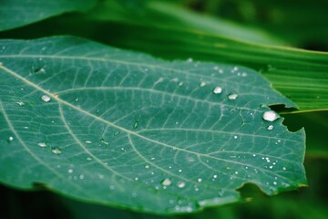 artistic water drops on the green leaf