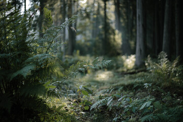 Morning in the woods