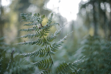 Morning in the woods