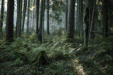 Morninng on the dwoods