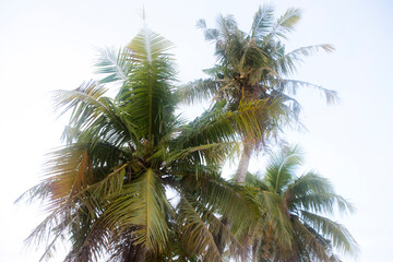 Fototapeta premium ヤシの木