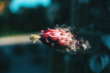 Detail of the stamen of a pink closed flower of a cephalocereus senilis cactus