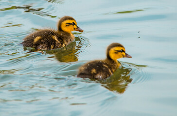  duckling  duck    Baby duck  cute
