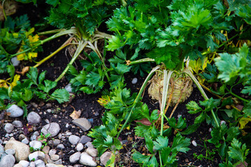 Celery in the field, celeriac in the field