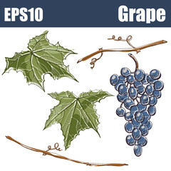 Isolated color Grape with leaves and branche