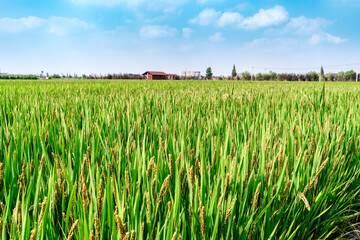 green wheat field and sunny day