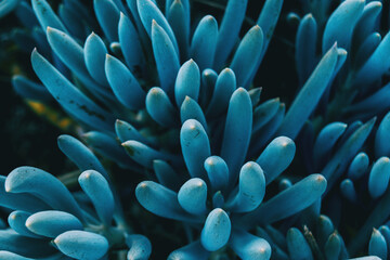 Fototapeta na wymiar Close-up of a blue kleinia mandraliscae plant taken from above