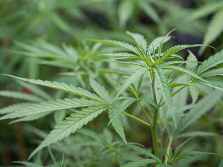 Close-up of cannabis plant growing at outdoor marijuana farm