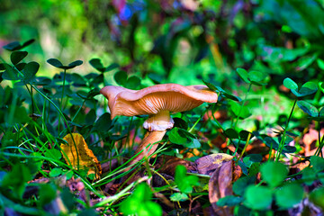mushrooms in the forest