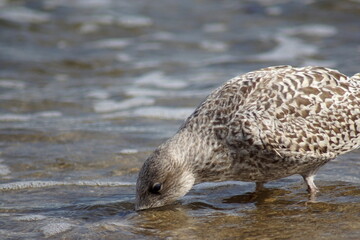 A seagull drinking seawater on a beach.