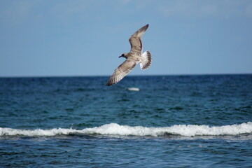 Fototapeta na wymiar A seagull flying over a wavy sea.
