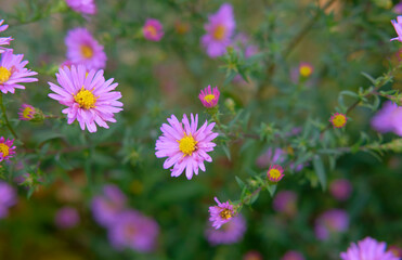 field of flowers. purple flowers bouquet. Blue cornflowers. Beautiful flowers with bokeh. color of the year very peri