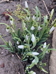 snowdrops in the garden