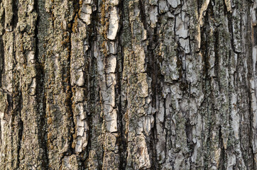 tree bark pattern in detail close up