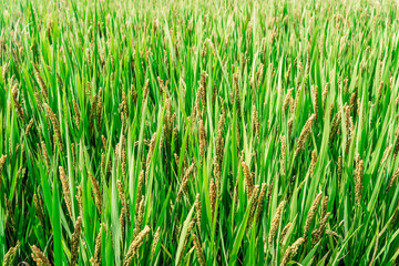 Fototapeta na wymiar green wheat field and sunny day