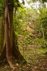 The old ruins of the Mayan town of Palenque in Chiapas, Mexico