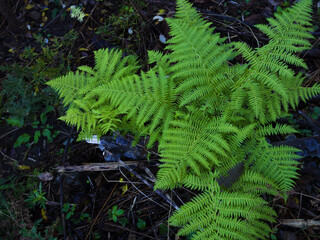 Green fern leaves in autumn forest. Fresh grow plant.