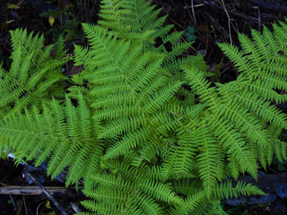 Green fern leaves in autumn forest. Fresh grow plant.