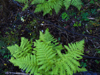 Green fern leaves in autumn forest. Fresh grow plant.