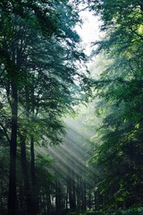 morning in the forest