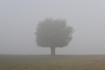 tree in fog