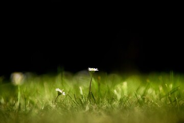 grass in the morning