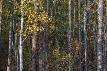 Photot of the forest trees and bushes. Birches and poplars in the autumn forest.