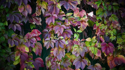 Autumn colored Ivy on the fence, beautiful foto with atmosphere of warm oktober, colored leaves red, green and purple