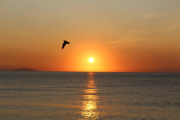 Fototapeta na wymiar beautiful sunrise and bird on the Black sea in autumn in September