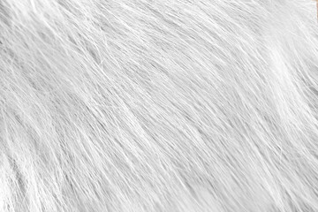 Texture of cat fur animal gray patterns background