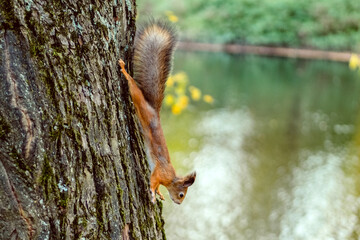 Squirrel on a tree in a park in autumn
