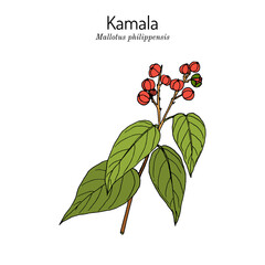 Kamala tree Mallotus philippensis , medicinal plant