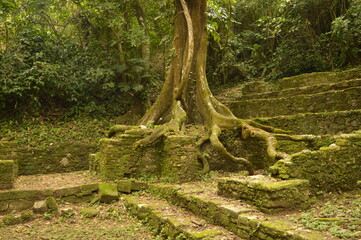 The old ruins of the Mayan town of Palenque in Chiapas, Mexico