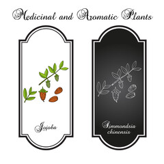 Jojoba Simmondsia chinensis botanical vector illustration