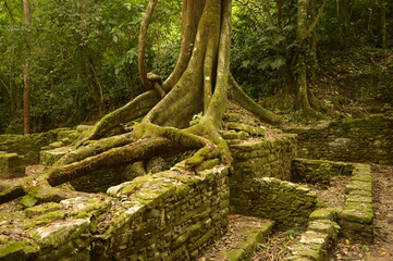 The old ruins of the Mayan town of Palenque in Chiapas, Mexico