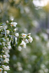 Jasmin flower blossom. Green white blur background. Jessamine plant garden closeup. Jasmine branch bouquet spring bloom. Abstract isolated txture with petals