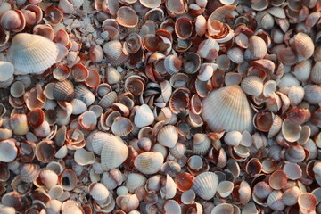 Seashell background. Beautiful sea shell pattern. Small cockleshell texture closeup. Beach seashelles at the seashore. Variety textured brown shellfish at cost. Pretty assorted scallop mix