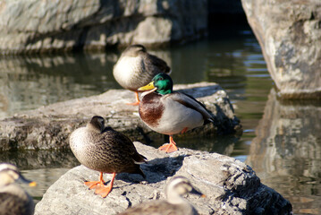 Open Beak Mallard Duck on th Rock
