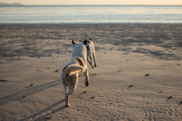 two dogs run along the sandy seashore at sunset