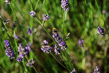 A bumblebee among lavender flowers.