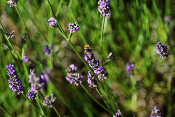A bumblebee among lavender flowers.