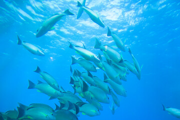 水中を泳ぐ魚