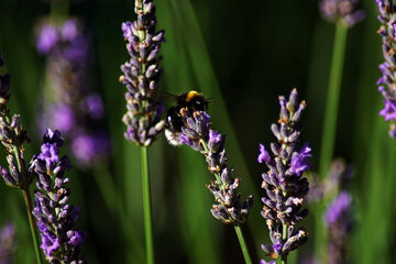 A bumblebee among lavender flowers.