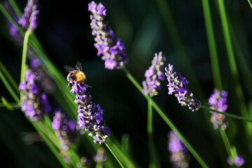 A bumblebee among lavender flowers.