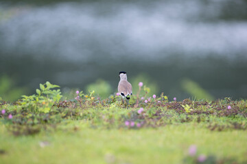 Beautiful adult River lapwing (Vanellus duvaucelii), low angle view, rear shot, foraging on the meadow with pink flowers of reservoir bank, the national park in south central region of Thailand.