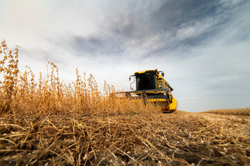 Harvesting of soybean field with combine.